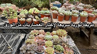 طريقة ثورية سريعة لإكثار العصاريات من الورق ( الجزء الأول ) Revolutionary way of leaf propagation