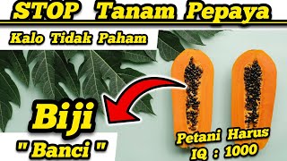 ✅Petani Harus Pintar Baru Bisa Tanam Pepaya‼️Biji Benih Pepaya Ada 3 Jenis Kelamin‼️Biji Benih Banci