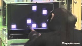 Chimpanzee demonstrates its astonishing memory