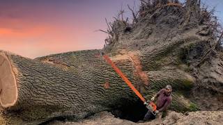 Man vs 300 year old Oak / Я и 300-летний Дуб