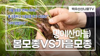 명이 봄모종VS가을모종 무엇이 다른가요?