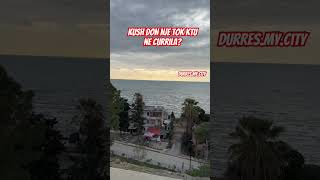 Shikoni ca super vendi 🥰 #durres #tirana #albania #shorts #video #kosova #fyp #dog #museum #adrien