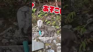 【京都】【動物】野生のお猿さんに敗北した日🐒 #京都#野生動物#嵐山#二尊院