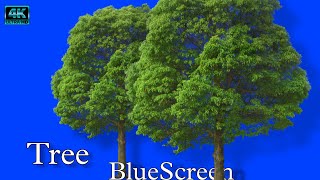 Tree Chroma key BlueScreen full hd chromakey vfxman