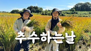 추수하는 날 🌾 #가을 #추수 #벼베기 #수확의기쁨 #시골생활자 #며느리농사일기