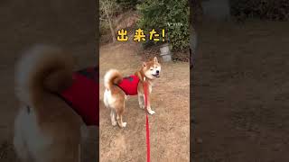 公園♪♪♪はやて#shorts#柴犬散歩#公園#dog