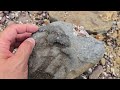 포항 공룡 다이아몬드 해변 박치기 공룡 파키케팔로사우루스 돌화석pachycephalosaurus fossil on pohang dinosaur diamond beach