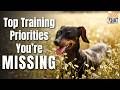 The REAL Priorities In Dog Training: Beyond Sit, Down, Stay, Heel