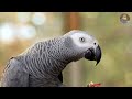 natural bird life | Mother birds feeding their babes #sh mubashir official