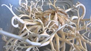 Basket star (Gorgonocephalus eucnemis)