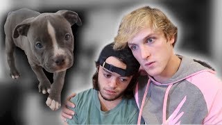 Evan's dog died...