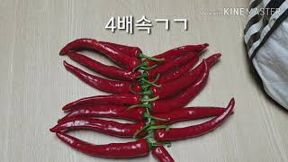 아파트에서 태양초 말리기(How to make homemade sun-dried red pepper)