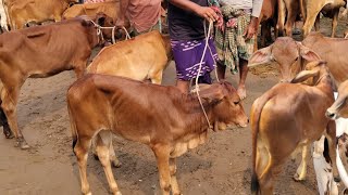 আজ ২৪ জানুয়ারি ২৫ | সবচেয়ে ছোট ছোট বকনা বাছুরের দাম জানুন | কারেন্ট হাট