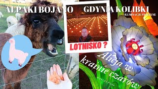 Marces Vlog - Alpaki Bojano \u0026 Ilumiacje Gdynia Kolibki - Alicja z krainy czarów. HIT!