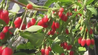 Growing Goji Berries in a Container - The First Year Was A Success.