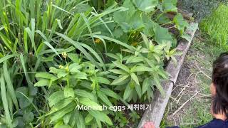 Monarch Butterflies laid eggs 모나크 나비애벌레 키우기 1단계 알 채집 과정