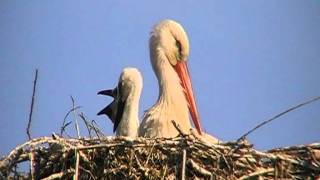 birds nl... white stork with chicks