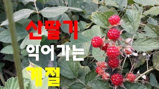 [피터의 일상] 산딸기 익어가는 계절(6월 후반)