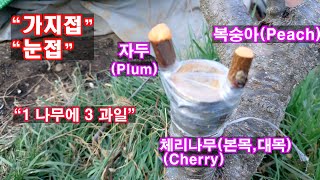 #접목,1나무에 3종류, 체리나무에 복숭아 와 자두(There are three kinds of fruits on a tree./ Cherry, Peach and Plum)