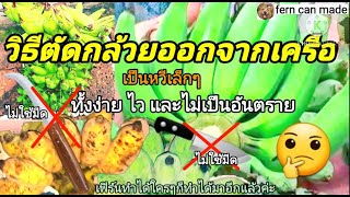 วิธีตัดกล้วยออกจากเครือเป็น\