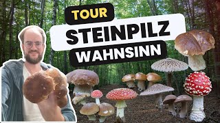 Steinpilz–Wahnsinn im Oktober 2024 | Pilze ohne Ende in Brandenburg