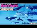 Whale Size Comparison (고래 크기비교) (feat. Whale & Dolphin)