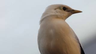 Black-winged Starling