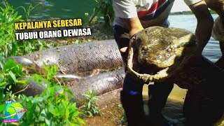 Warga Temukan Anaconda Raksasa di Sungai Amazon!! Diduga Telah Menghilangkan 257 Manusia...