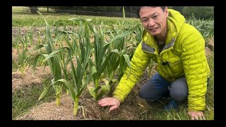 【自然栽培ライブ　どうして直植えせずに、ポットで栽培し定植？