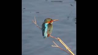 カワセミ調布地区お父さんショート 2025 01 22 #カワセミ #野鳥 #birds #wildlife #nature #自然観察ぶらり散歩