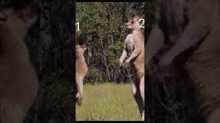 Kangaroo fighting  #shorts @Intefoloshorts