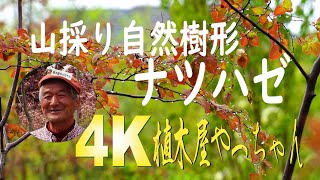 山採り自然樹形ナツハゼと雨 2021 植木屋やっちゃん