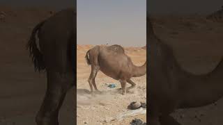 شاهد هذا الجمل كيف ينهض  🐪🐪