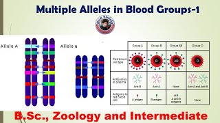 Multiple Alleles-1 in blood groups | Genetics | HSR Bioinfo