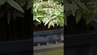 東哥阿里發芽了這個密集的發芽率，光看就爽，新鮮的種子就是這麼好。天阿，再來該怎麼處理？？？屏東林明華0932751119