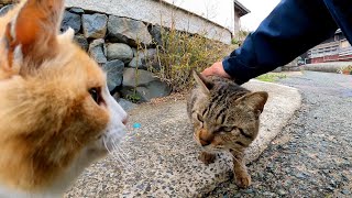 茶トラ軍団に押され気味のキジトラ猫ちゃん