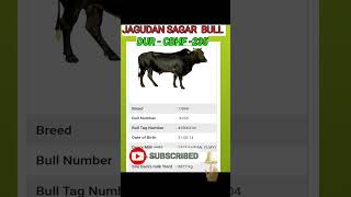 CBHF - 235 - JAGUDAN SAGAR  BULL #cbhf #sagar #hf50