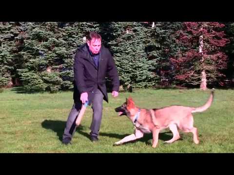 How to select a German Shepherd by Wayne Curry at Kraftwerk K9 How to select a German Shepherd by Wayne Curry at Kraftwerk K9