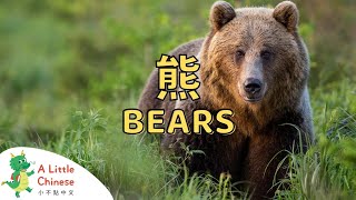 All about Bears in Mandarin Chinese | 熊 | Educational Video For Kids in Chinese