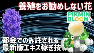 最近出来るようになった、僕がよくやっている大量エキス獲得法\u0026養殖をしない方がいい花の種類について【#ピクミンブルーム / #PikminBloom 】