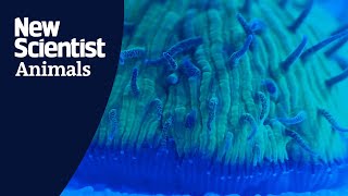 Uncovering the jellyfish-like movement of mushroom coral