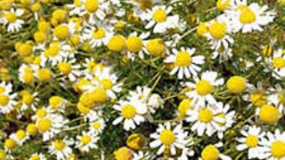 The Alchemy of Smudging - Chamomile , The Queen