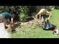 english man trim our tall palm tree in spain.