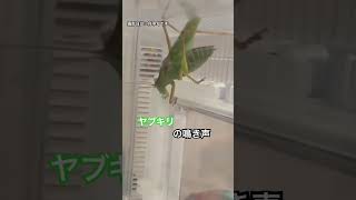 ヤブキリの鳴き声　ちなみ6月から飼育したヤブキリです。