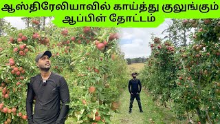 ஆஸ்திரேலியாவின் சிறந்த ஆப்பிள் தோட்டம் | @Lenswood Pick Your Own | Australia | மகிழன் - Mahilan