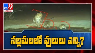 Tiger count goes up to 7 in Nallamala Forest - TV9