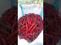 panen cabe besar | roselabunga