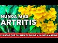 6 Plantas para la ARTRITIS - Bajan el dolor y la inflamación