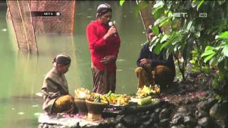 Ritual Perkawinan Pohon Tembakau - NET5