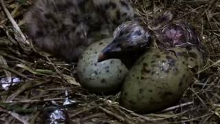 利尻島　ウミネコの雛　H28.6.16